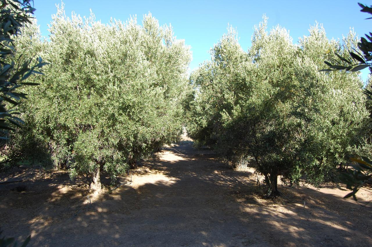 בית הארחה לאנגבאן 	Longacre Olive & Vineyard Estate מראה חיצוני תמונה